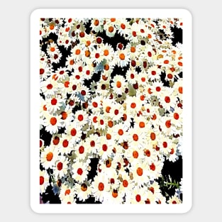 white daisies Sticker